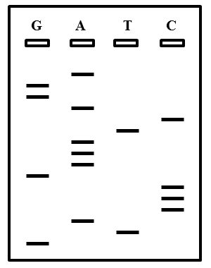 Sanger_Sequencing_Quiz_Question_3